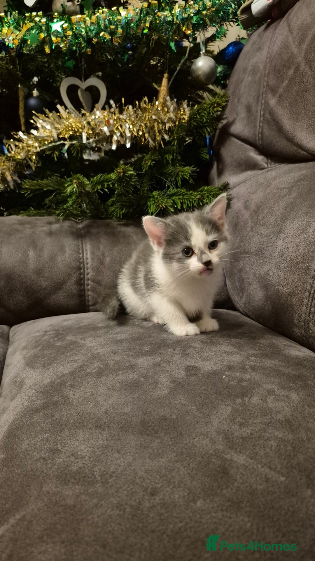 Mixed Breed cats for sale: Kittens  - Advert 3