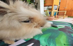 Lionhead rabbits for sale: Madam Fig & Lady Baby - Image 4
