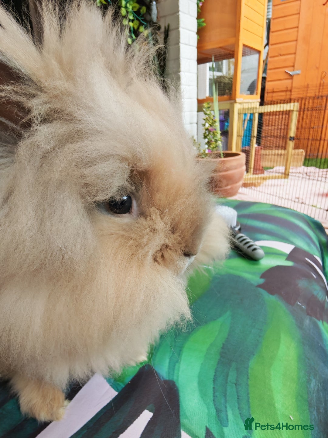 Lionhead rabbits for sale: Madam Fig & Lady Baby - Image 4