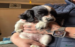 Cocker Spaniel dogs for sale: REDUCED & READY NOW 2 girl COCKERS - Advert 21