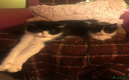 Mixed Breed cats for sale: Male long hair mixed breed kitten - Image 2