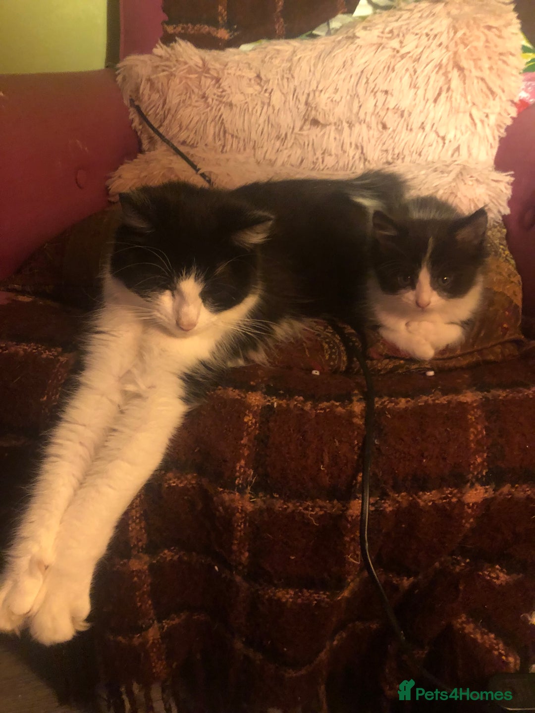Mixed Breed cats for sale: Male long hair mixed breed kitten - Image 2