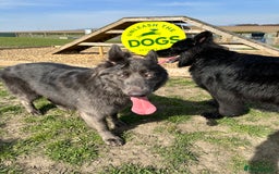 German Shepherd dogs for sale: Beautiful German Shepherd Pair for Rehome - Image 3