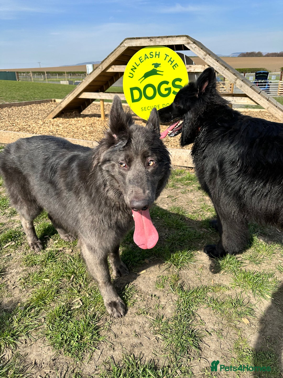 German Shepherd dogs for sale: Beautiful German Shepherd Pair for Rehome - Image 3