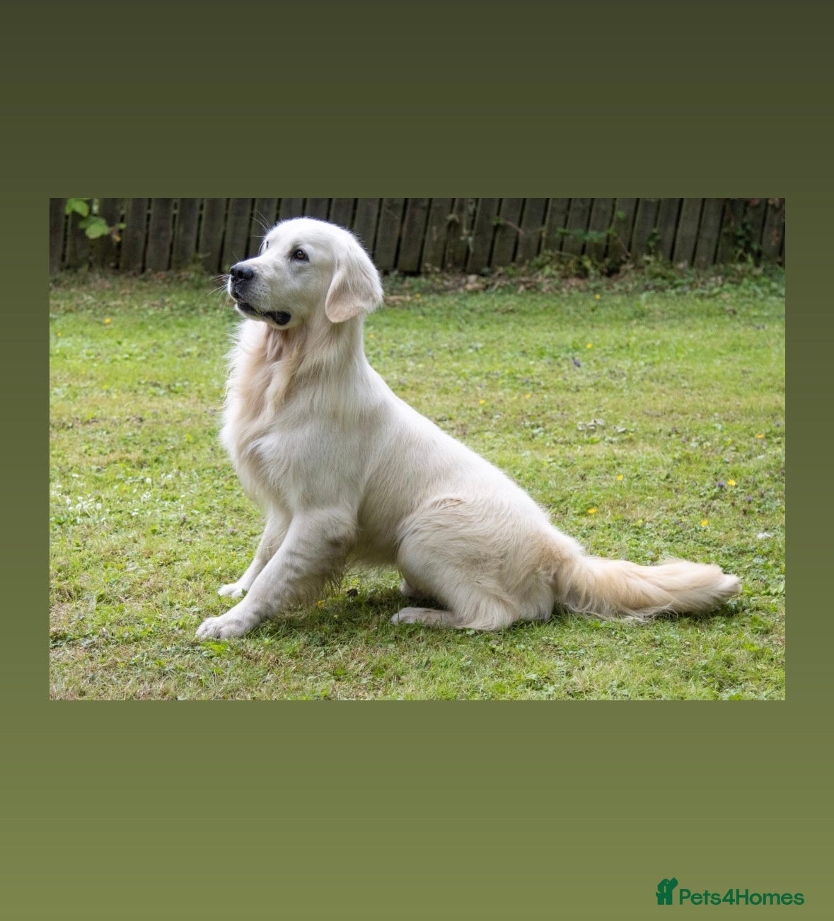 Golden Retriever dogs THE ULTIMATE WHITE STUD DOG in Doncaster - Advert 1