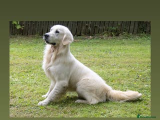 Golden Retriever dogs THE ULTIMATE WHITE STUD DOG in Doncaster - Advert 9