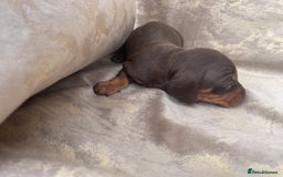Dachshund dogs for sale: Dachshund puppies  - Image 5