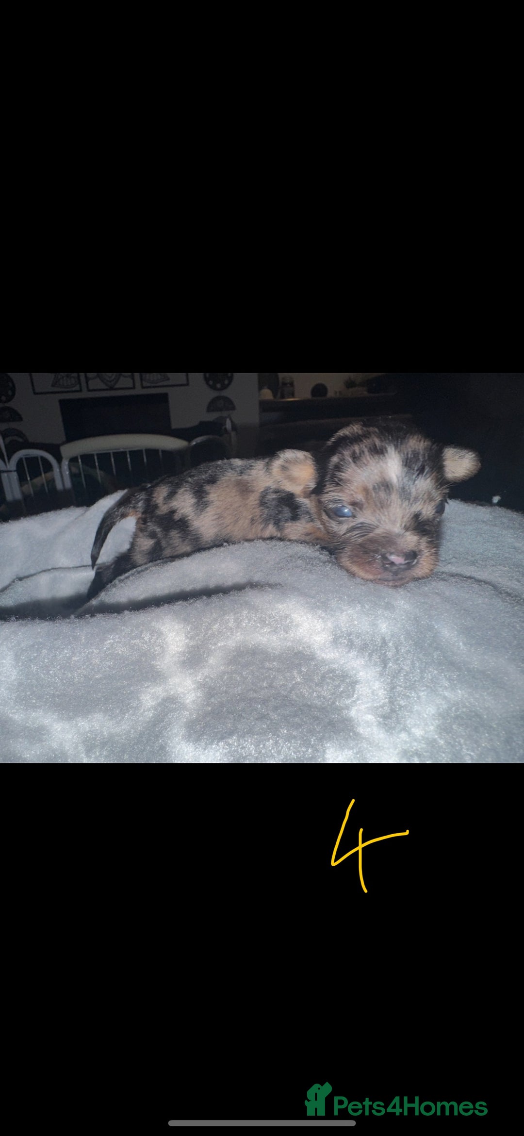 Mixed Breed dogs for sale: French yorkie (frorkie) puppies  - Image 8