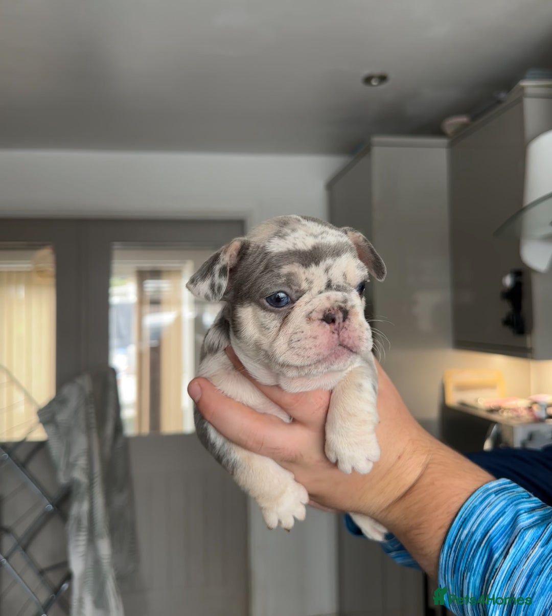 French Bulldog dogs for sale: 🤍 Merle / Lilac + Tan French bulldog puppies🤍 - Image 8