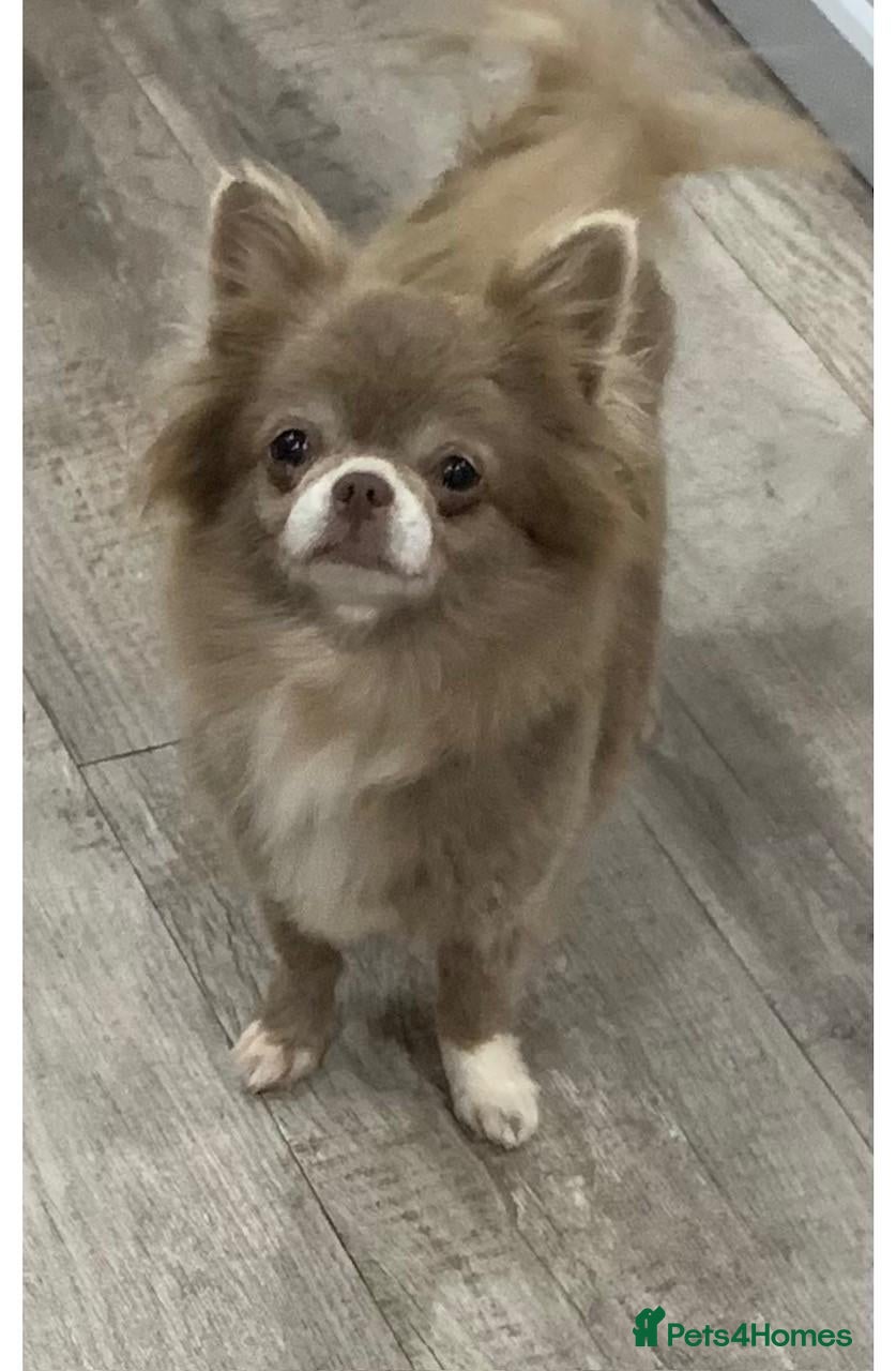 Chihuahua dogs 5* LICENSED ADULT LILAC CHIHUAHUA FEMALE LONG - Advert 21