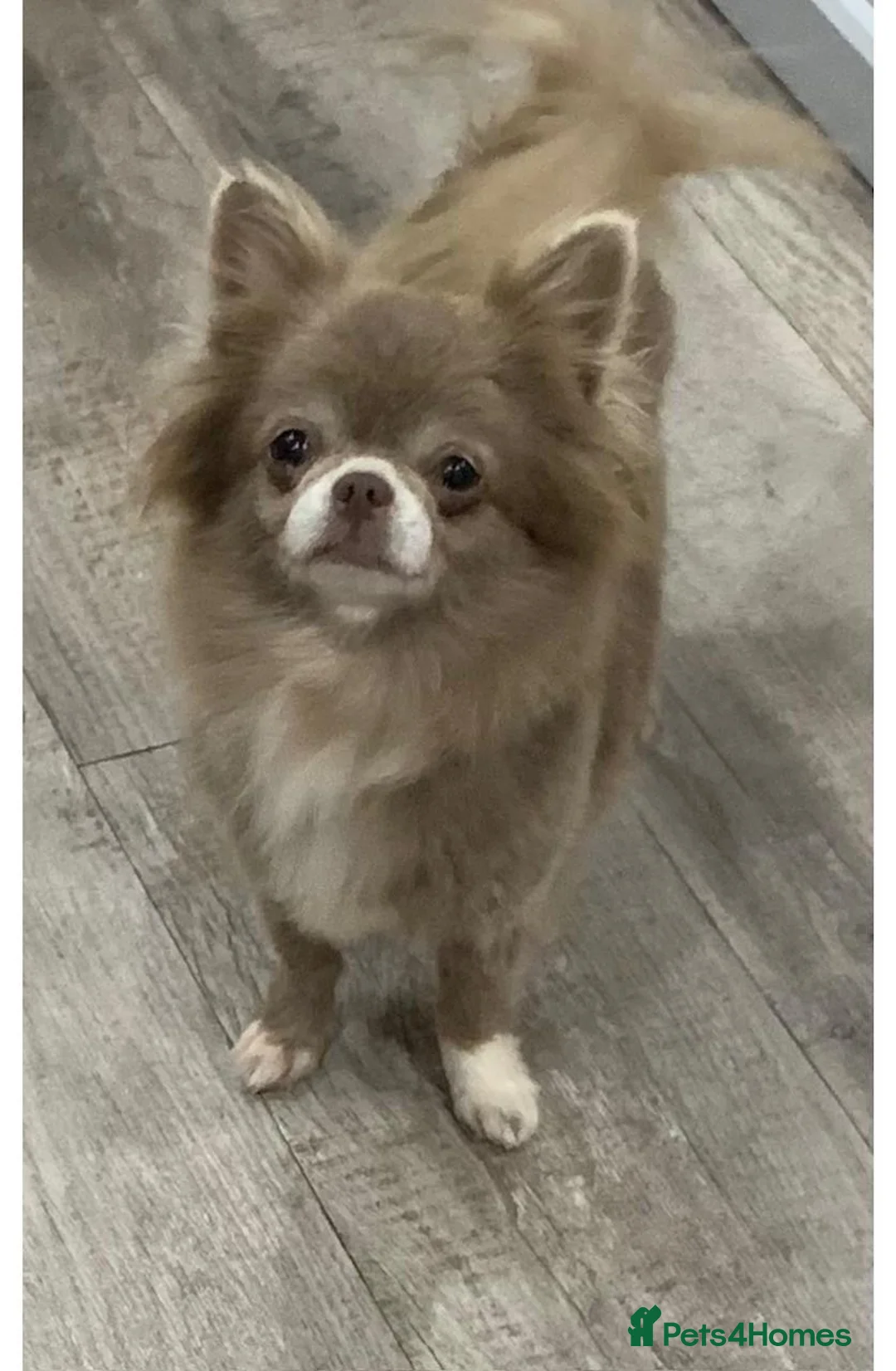 Chihuahua dogs for sale: 5* LICENSED ADULT LILAC CHIHUAHUA FEMALE LONG - Advert 1