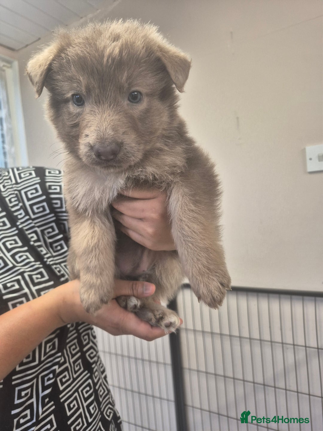 German Shepherd dogs for sale: READY TO leave 1 left German Shepherd kc reg pups - Advert 9