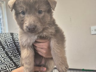 German Shepherd dogs ONLY 3 LEFT Beautiful German Shepherd kc reg pups - Advert 4