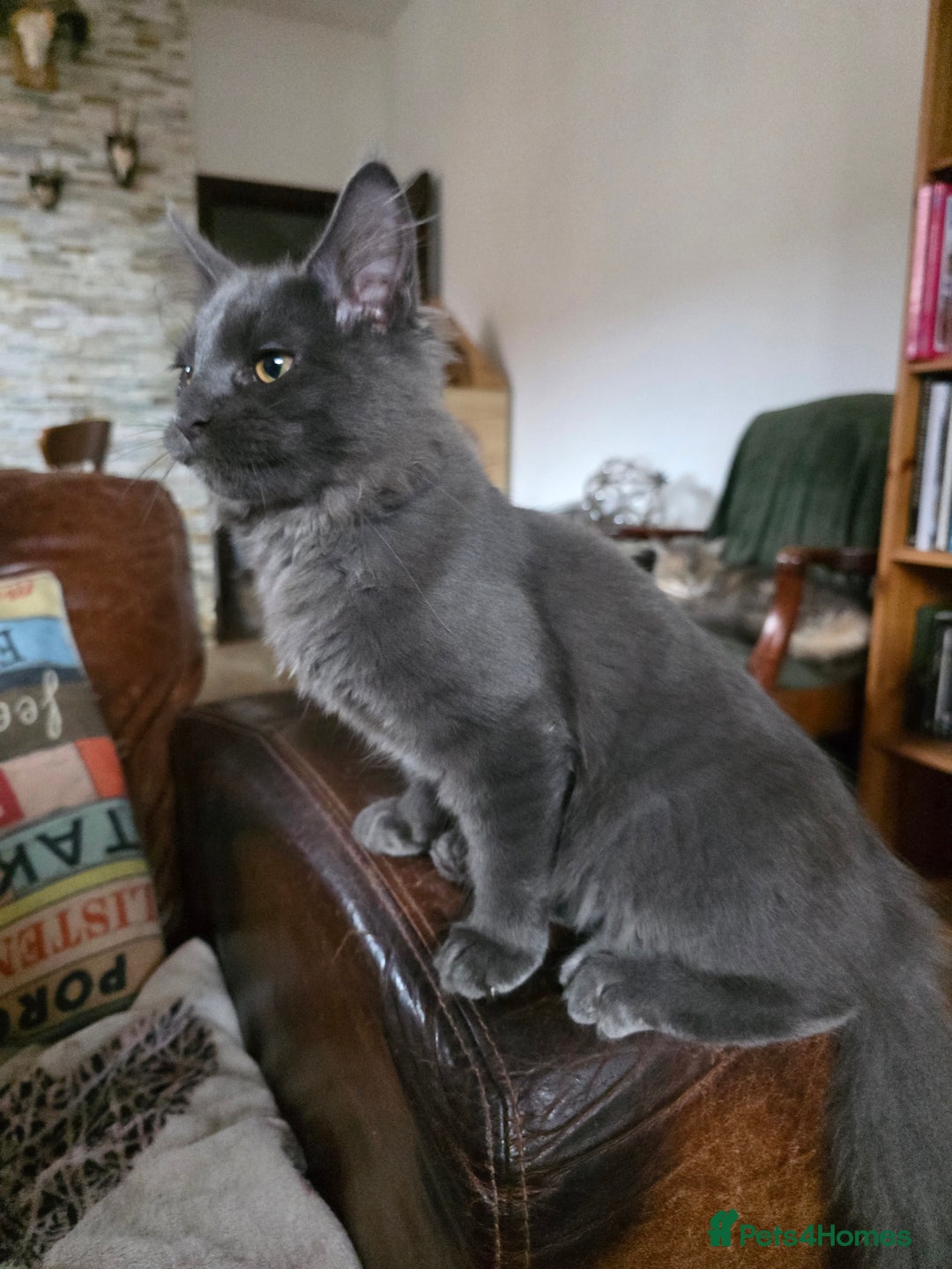 Maine Coon cats for sale: Three beautiful Maine Coon kittens - Advert 5