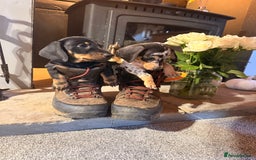 Miniature Dachshund dogs for sale: Outstanding litter of miniature Dachshund Puppies - Image 1