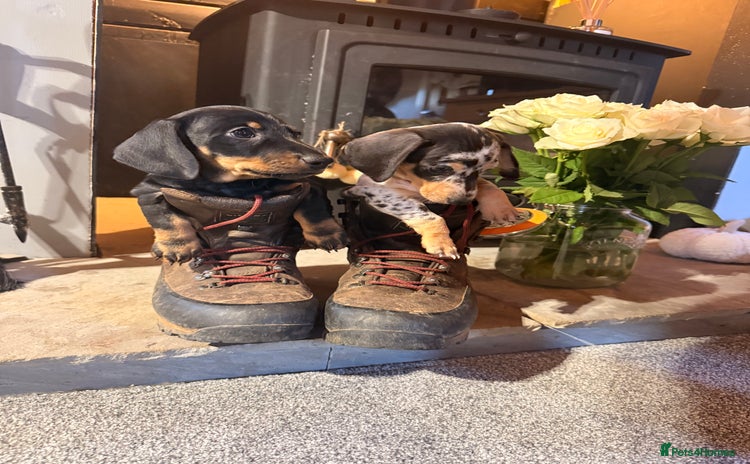 Miniature Dachshund dogs - Advert 1