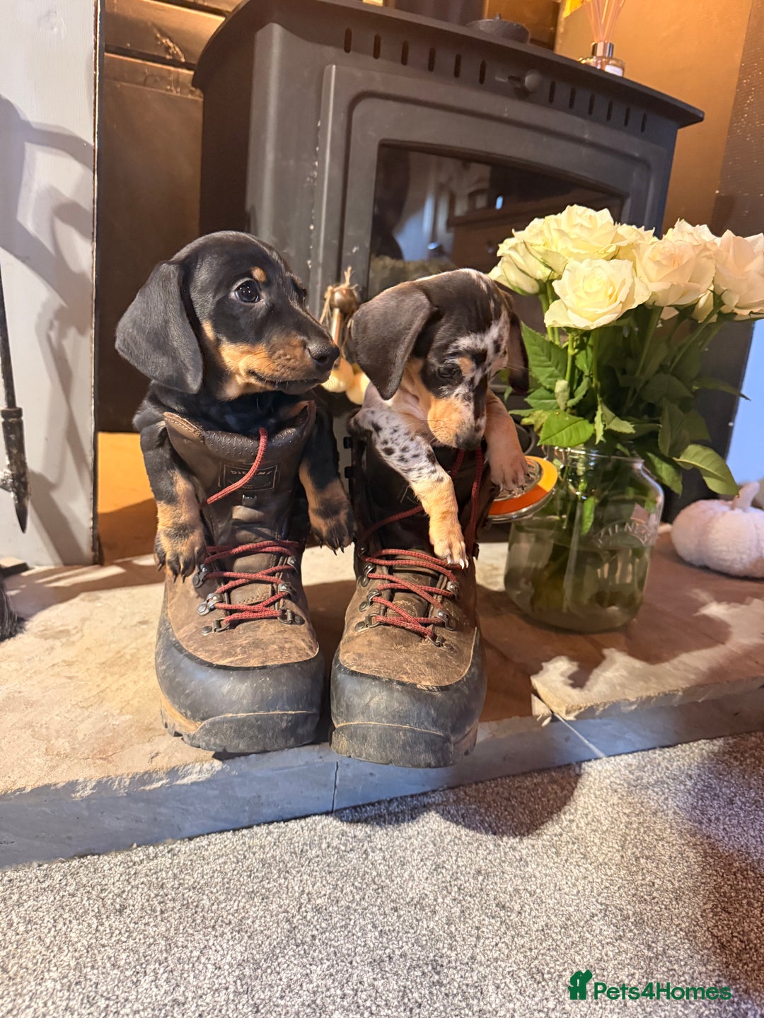 Miniature Dachshund dogs for sale: Outstanding litter of miniature Dachshund Puppies - Image 1