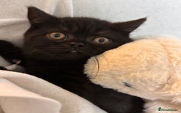 British Shorthair cats for sale: Full British short hair kittens - Advert 9