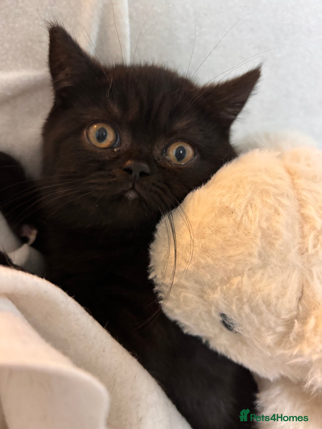 British Shorthair cats for sale: Full British short hair kittens - Advert 9