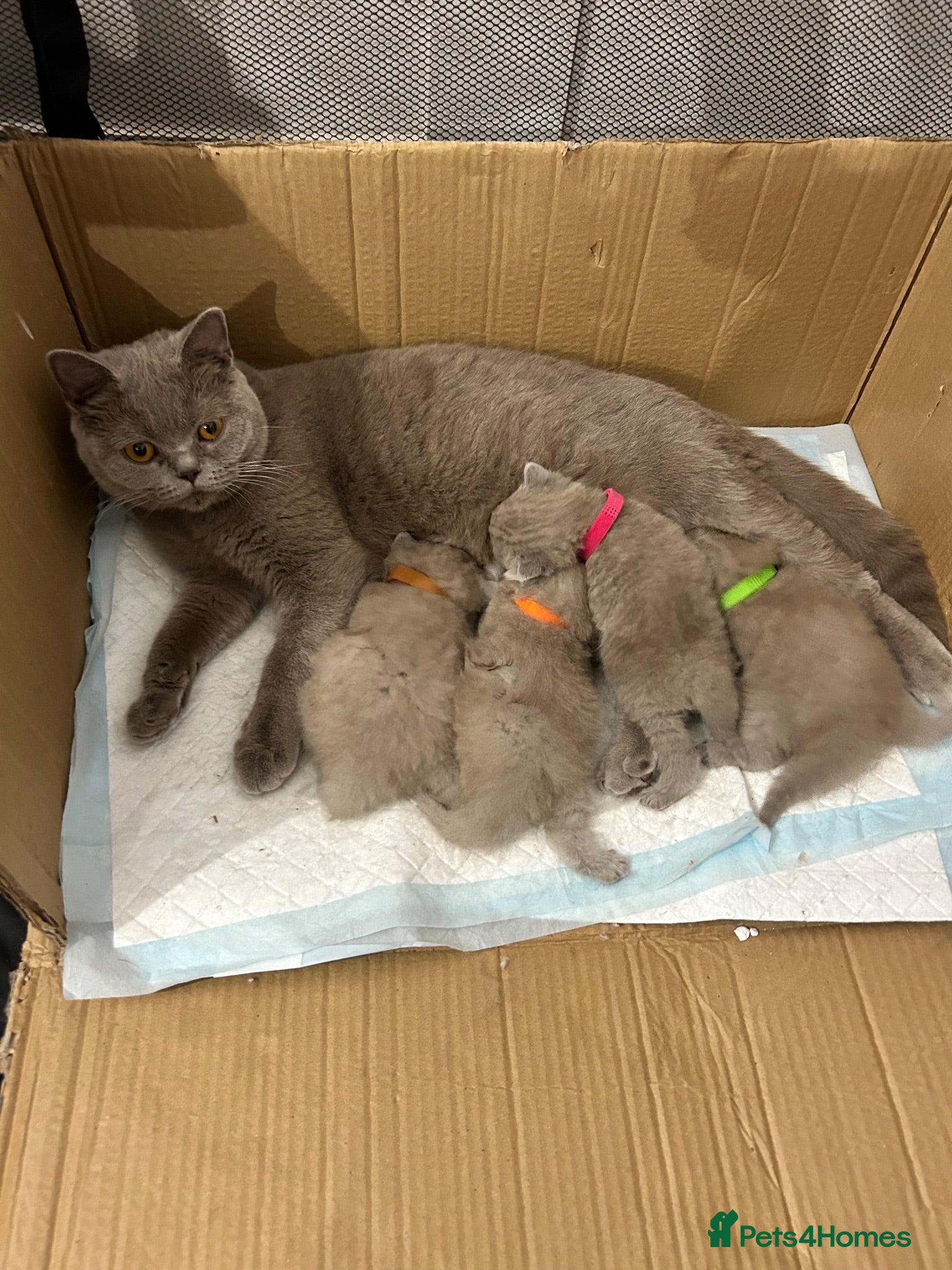 British Shorthair cats Beautiful lilic grey BSH British shorthair kittens - Advert 3