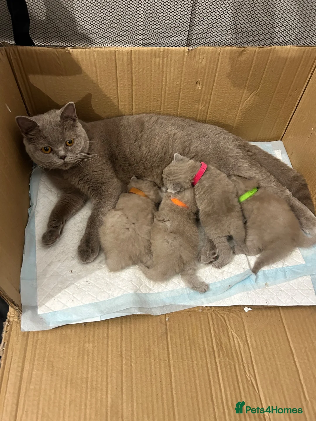 British Shorthair cats for sale: Beautiful lilic grey BSH British shorthair kittens - Advert 1