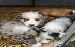 Border Collie dogs for sale: Collie puppies blue Merle and red Merle  - Image 8