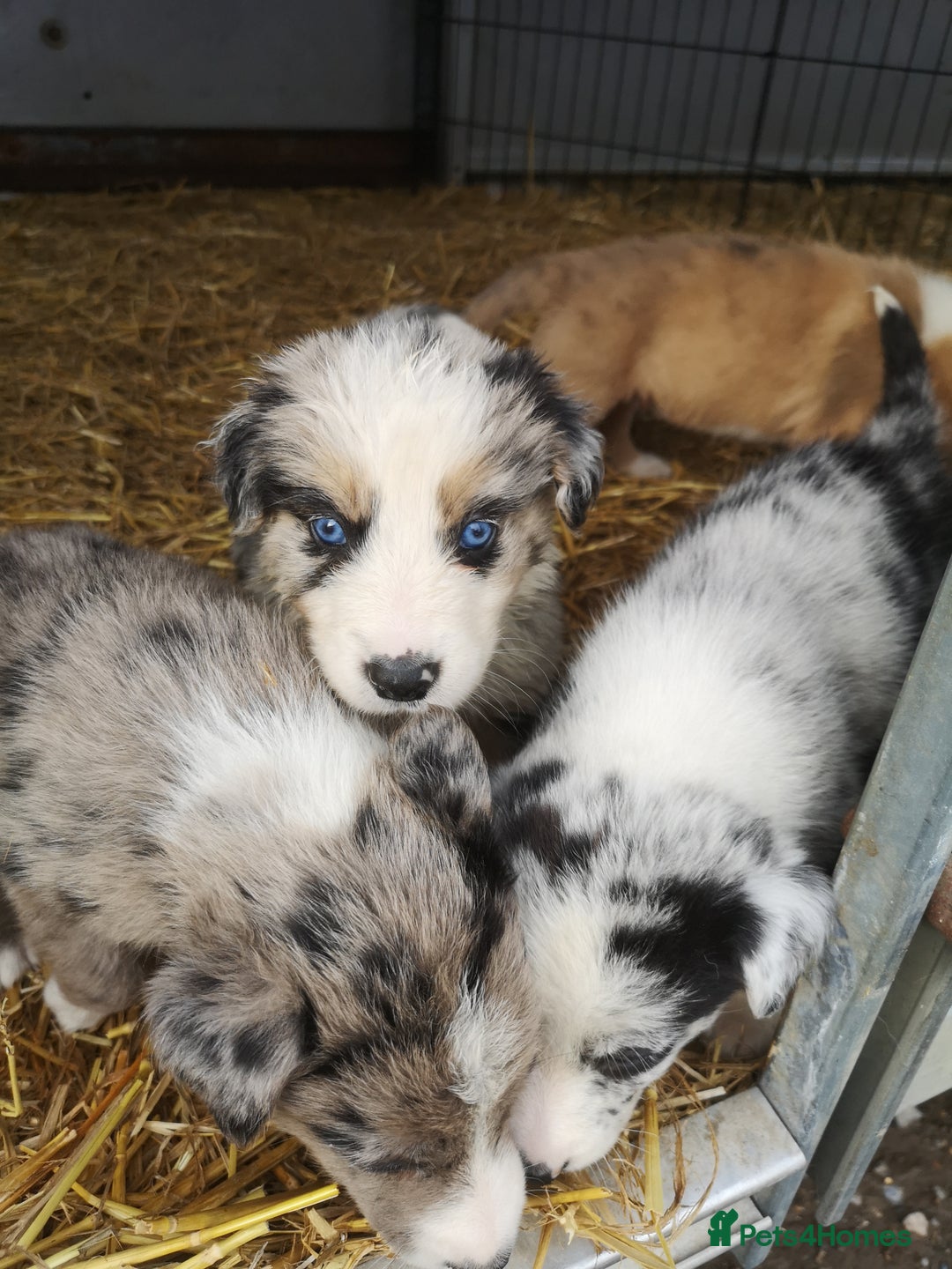 Border Collie dogs for sale: Collie puppies blue Merle and red Merle  - Image 8