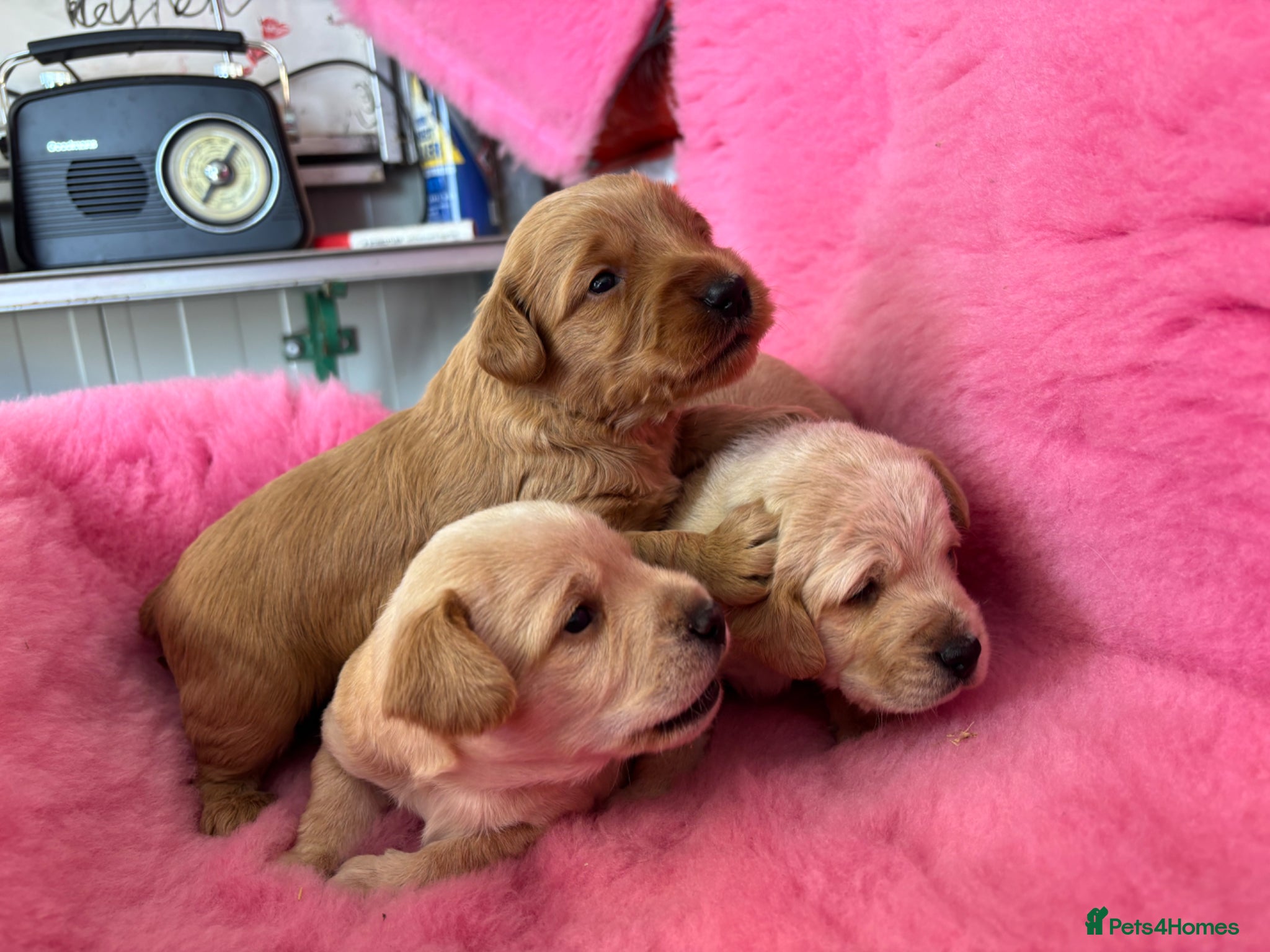 Mixed Breed dogs Cairnnoodle Puppies  - Advert 1