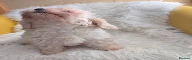 Puppy 1