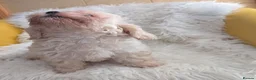 Mixed Breed dogs for sale: Adorable puppies looking for their forever homes! - Advert 6