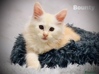 Maine Coon cats Premium Maine Coon fluffballs😻🐾 - Advert 5