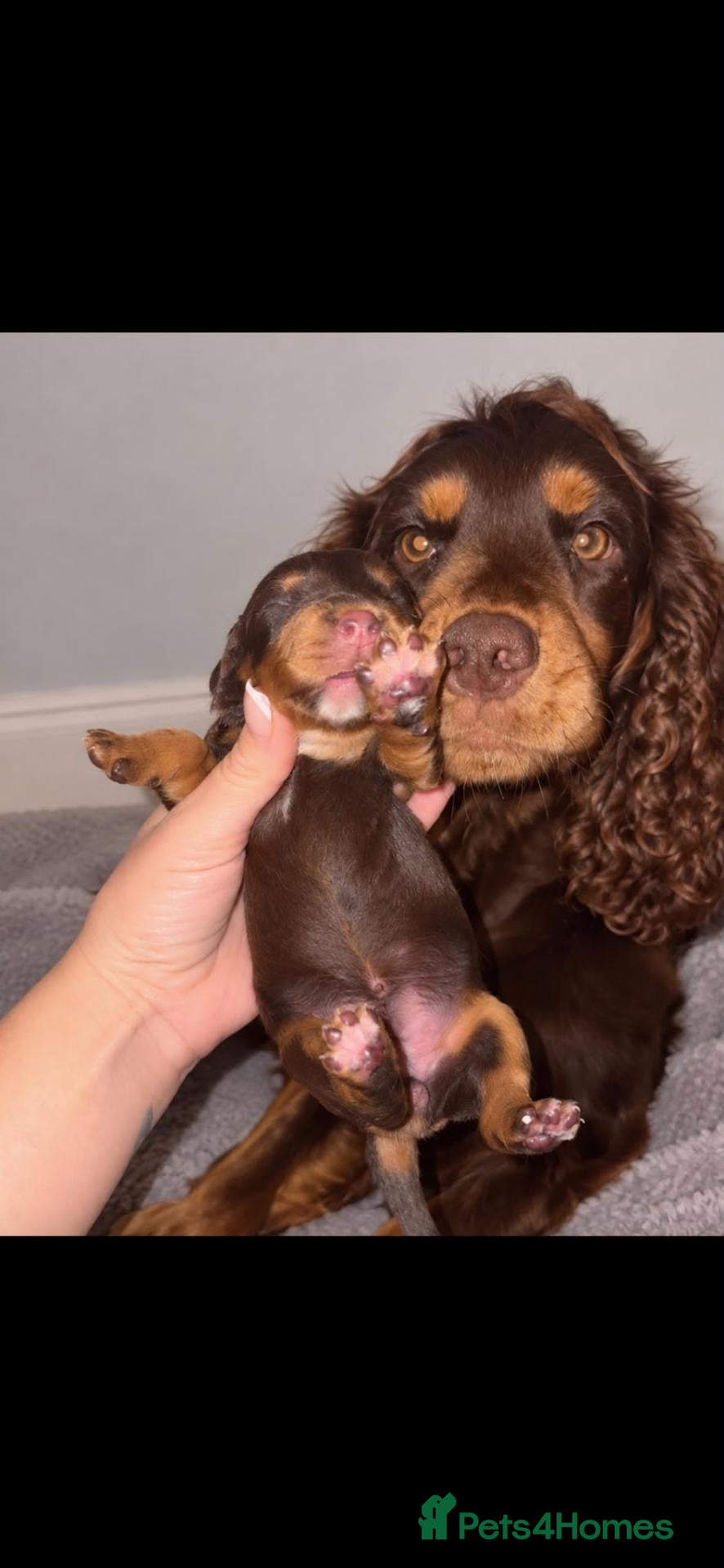 Cocker Spaniel dogs KC Working cocker spaniels  - Advert 1