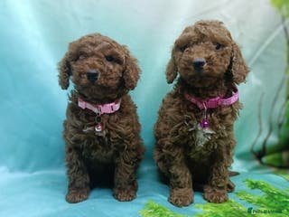 Miniature Poodle dogs Adorable Ruby Red & white female miniature poodles - Advert 4