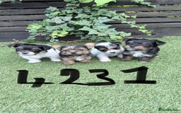 Mixed Breed dogs for sale: 4 gorgeous puppies for sale - Image 6