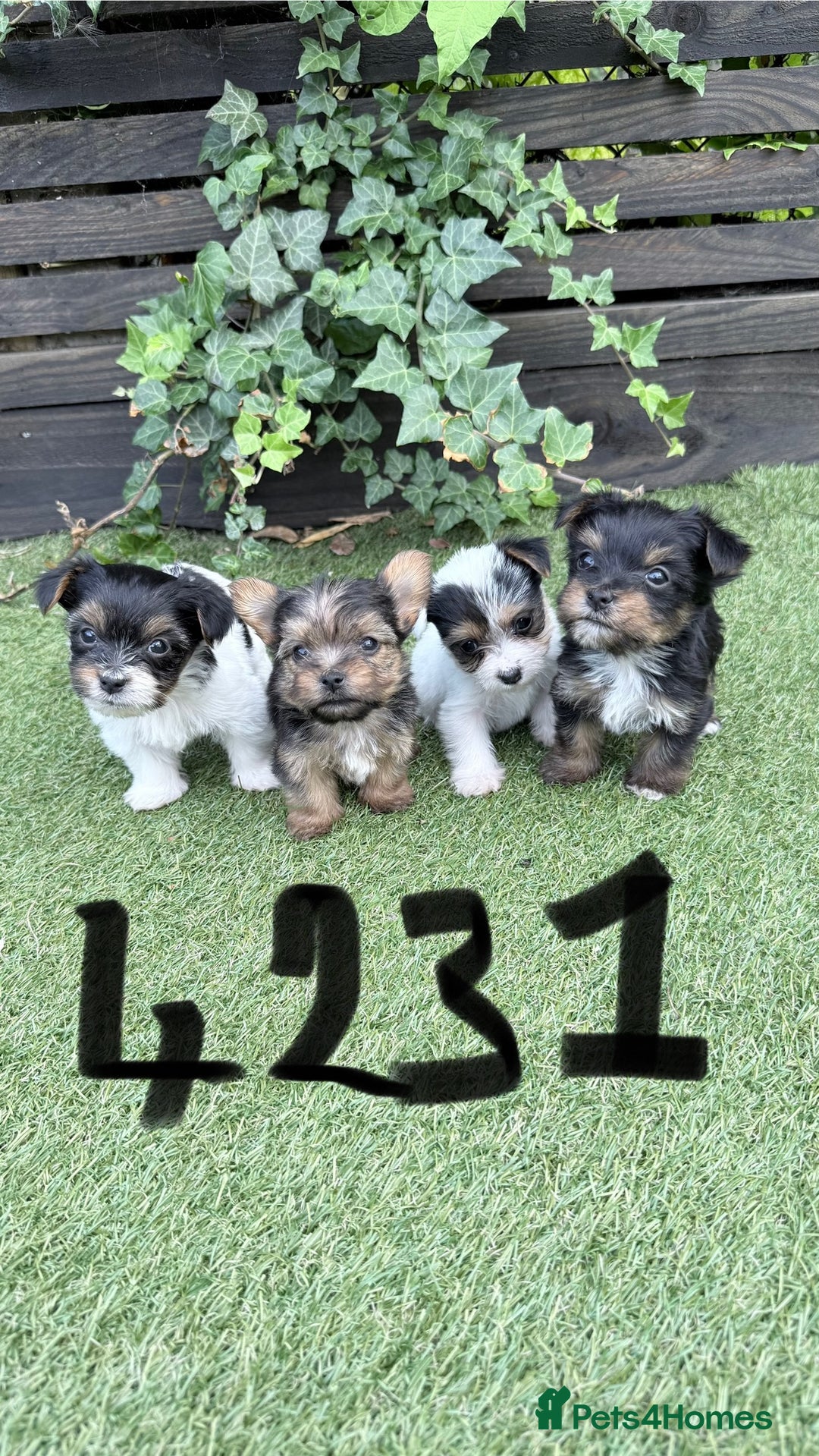 Mixed Breed dogs for sale: 4 gorgeous puppies for sale - Image 6