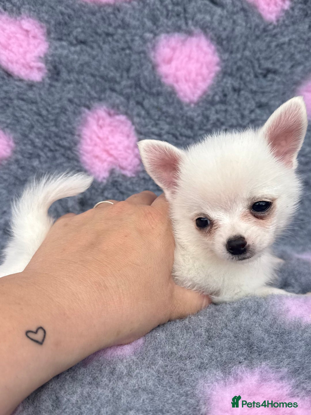 Pomchi dogs for sale: Super TINY white chihuahua x Korean Pom READY NOW - Image 10