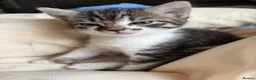Mixed Breed cats for sale: 10 week old female kitten in Stevenage - Advert 1