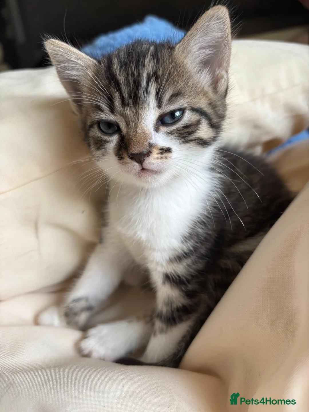 Mixed Breed cats for sale: 10 week old female kitten in Stevenage - Advert 1