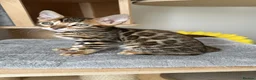 Bengal cats for sale: Bengal Kitten Boy (TICA Registered) - Advert 4