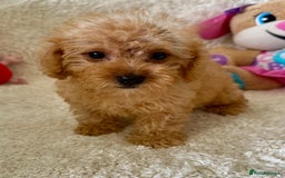 Maltipoo dogs for sale: OUTSTANDING LITTER OF MALTIPOO PUPPIES - Image 6