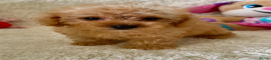 Maltipoo Puppy 6