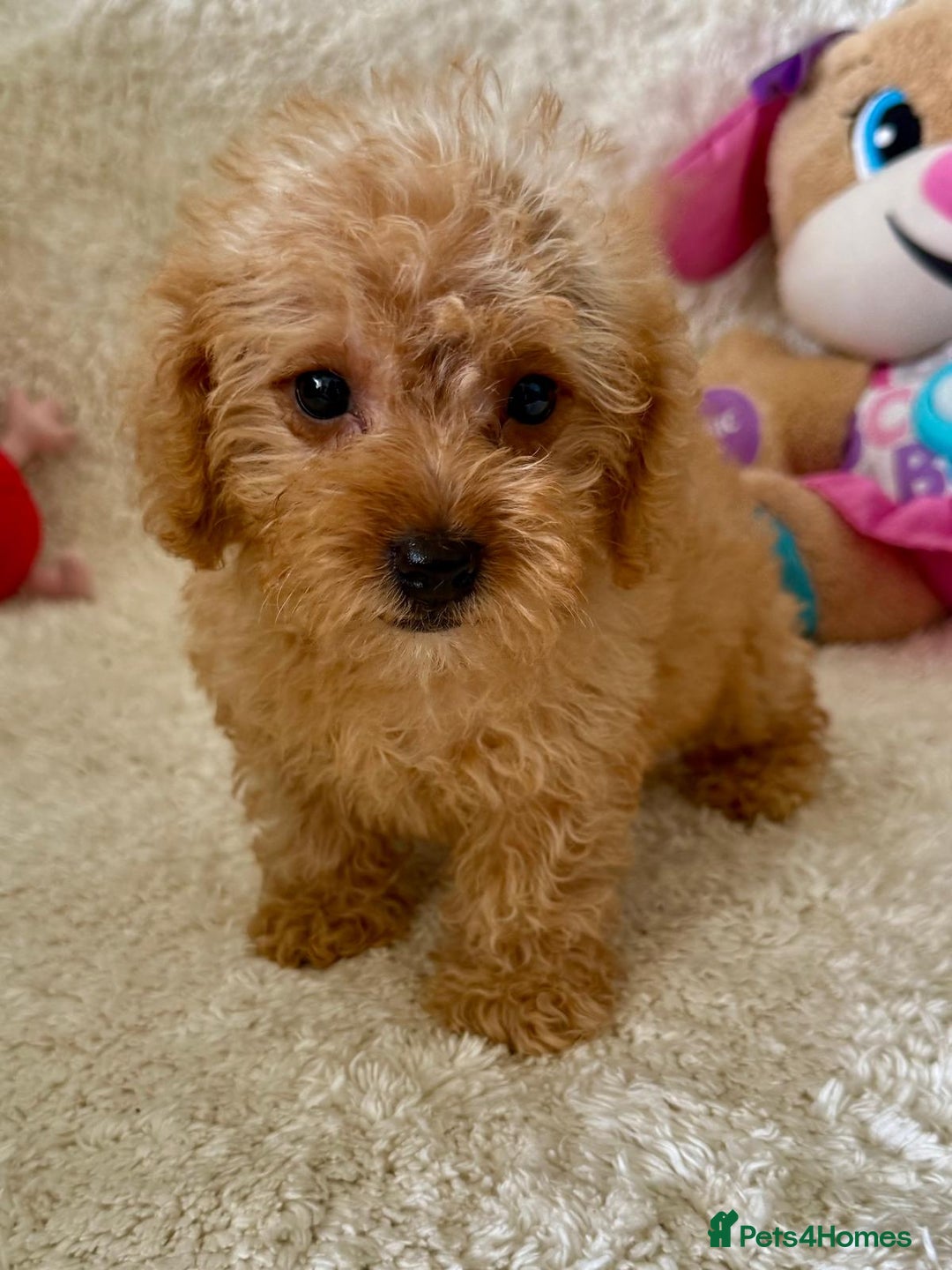 Maltipoo dogs for sale: OUTSTANDING LITTER OF MALTIPOO PUPPIES - Image 6