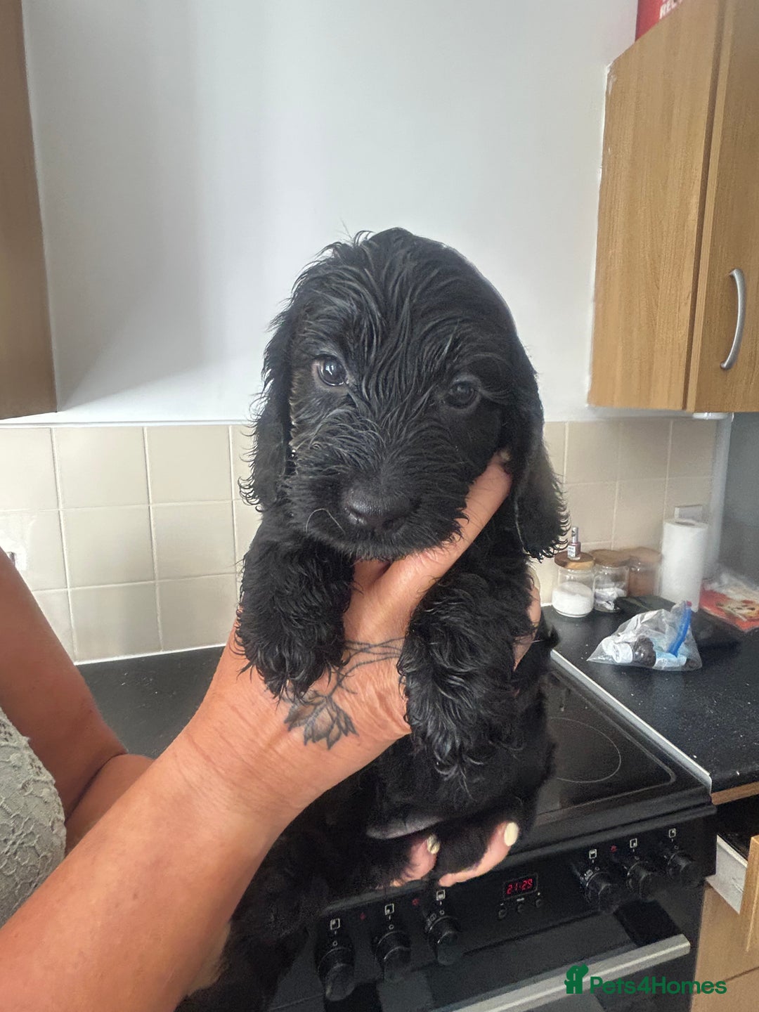 Cockapoo dogs for sale: F1 cockapoo absolute stunning puppies 1 Girl - Image 3