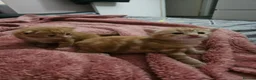 Domestic Shorthair cats for sale: 2 kittens for sale. in Sheffield - Advert 35