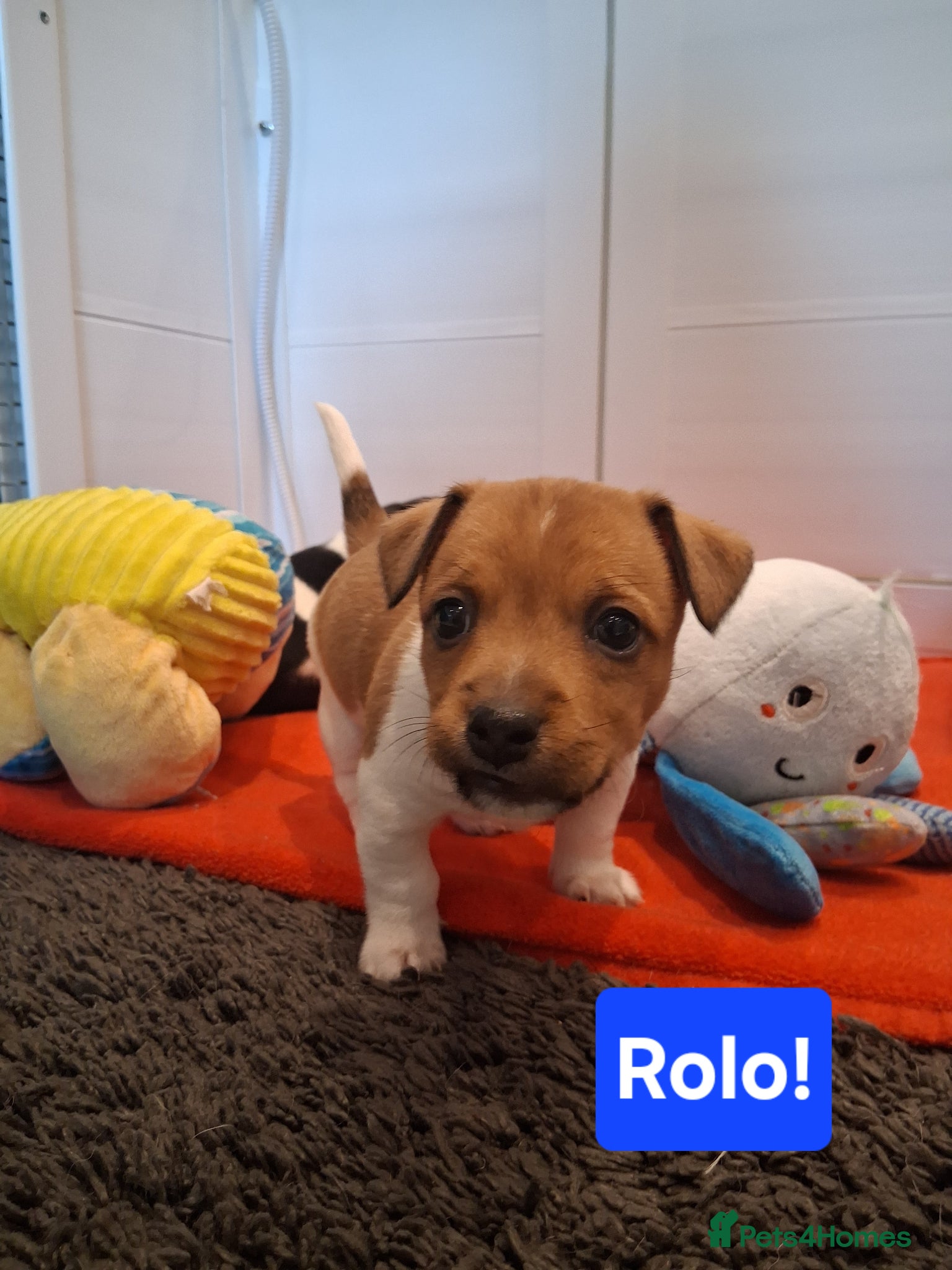 Jack Russell dogs Jack Russell Puppies - Ready June 3rd - Advert 8