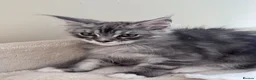 Maine Coon cats for sale: Gorgeous Pedigree Maine Coon Kittens for Sale - Advert 8