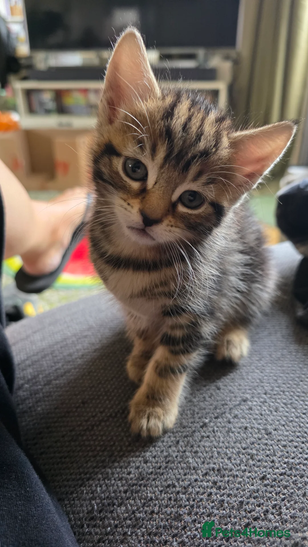 Mixed Breed cats for sale: Tabby Female Kitten - Advert 8
