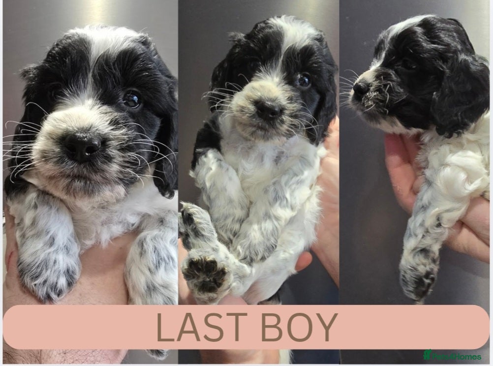 Cockapoo dogs NEW VIDEO. 1 BOY. Roan F1 Cockapoos. DNA Tested  - Advert 3