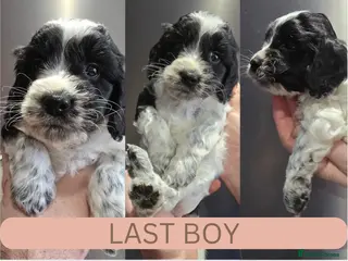 Cockapoo dogs NEW VIDEO. 1 BOY. Roan F1 Cockapoos. DNA Tested - Advert 4