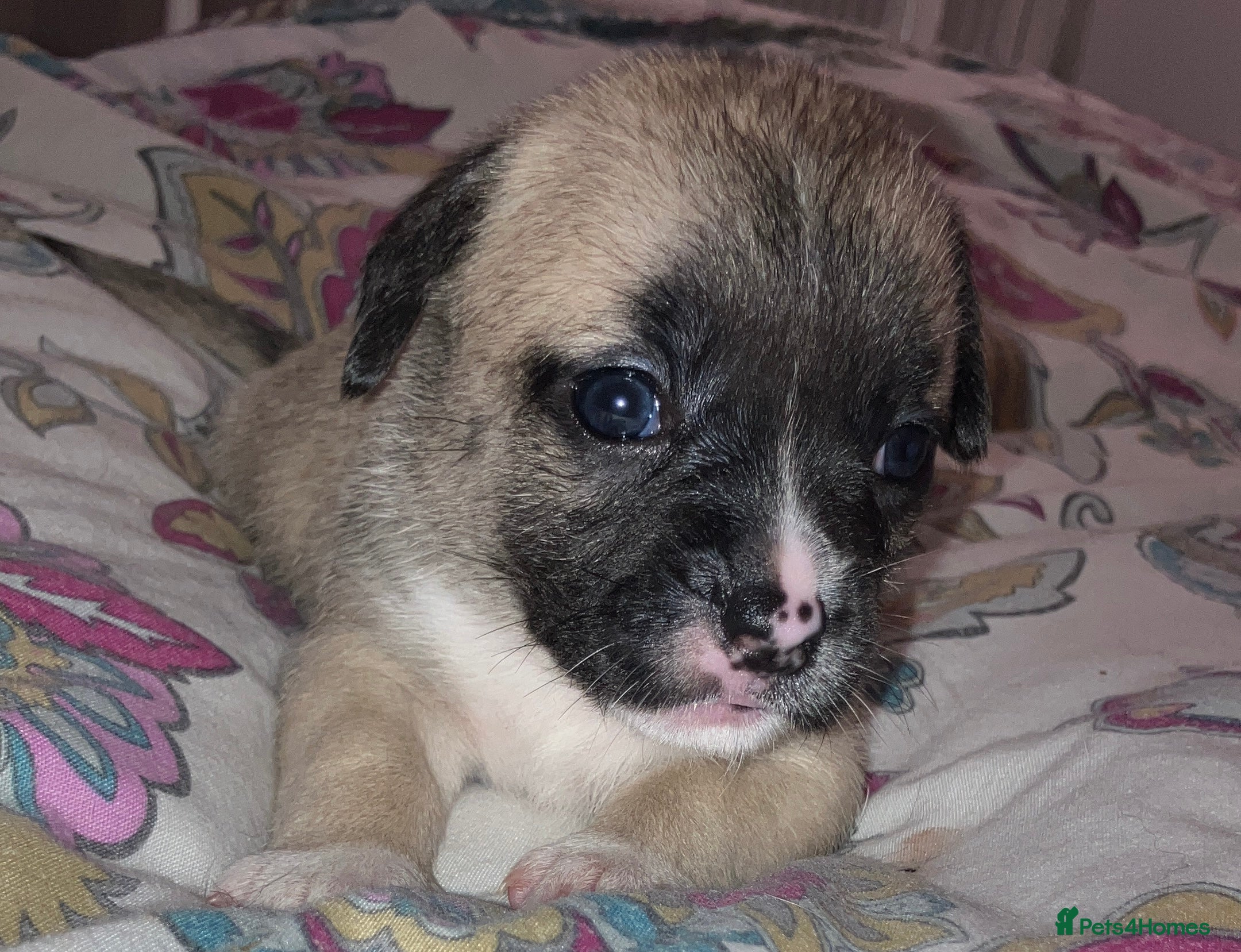 Mixed Breed dogs Beautiful French Bulldog x Pomchi Pups - Advert 12